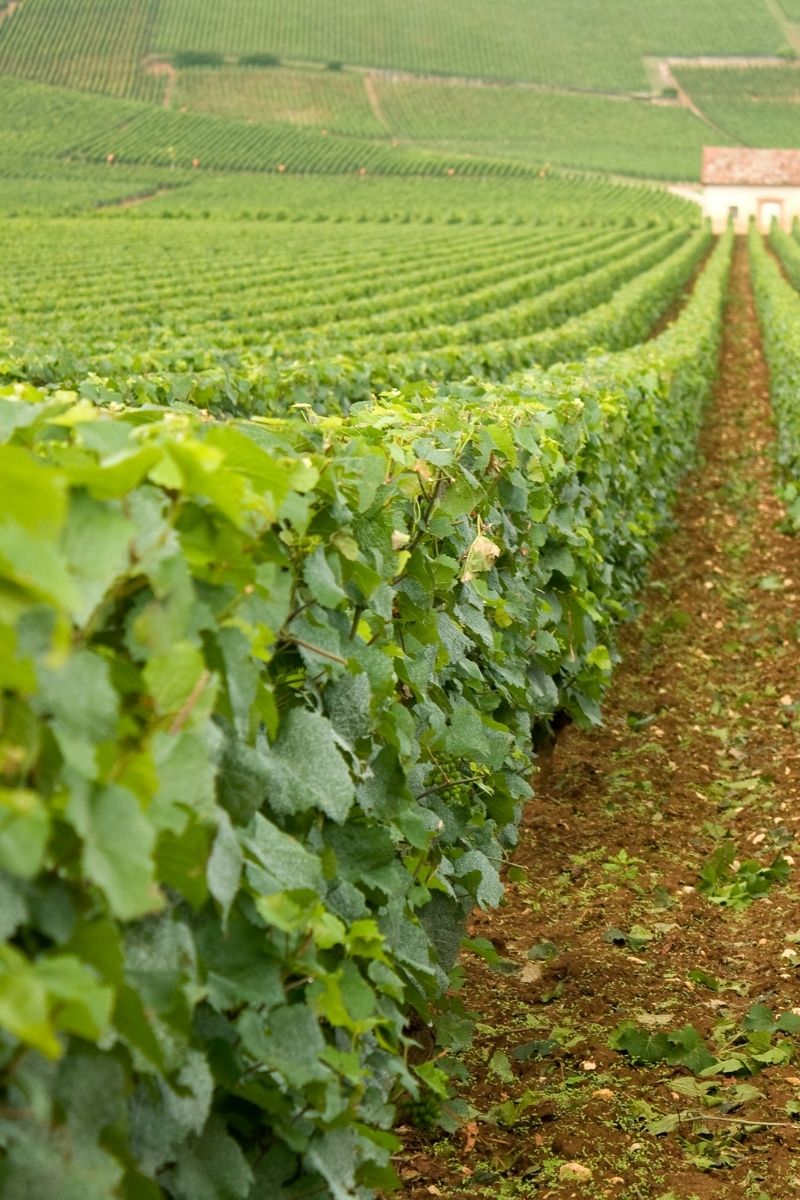 Domaine Charles Audoin