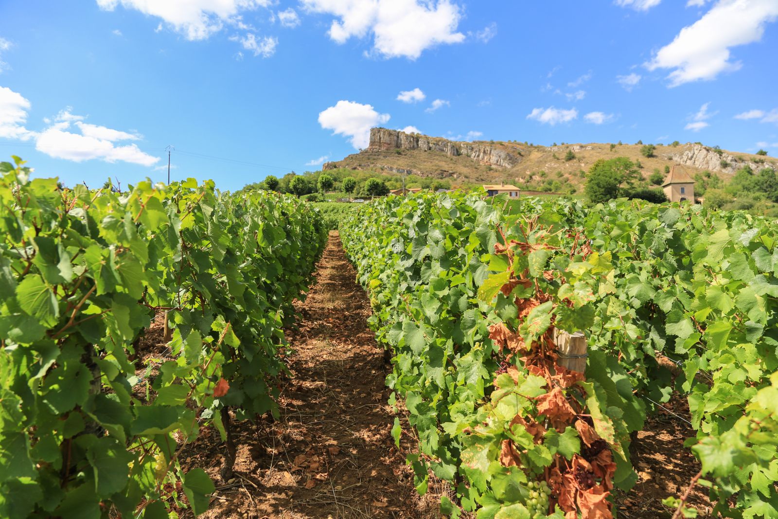 Domaine Saumaize-Michelin