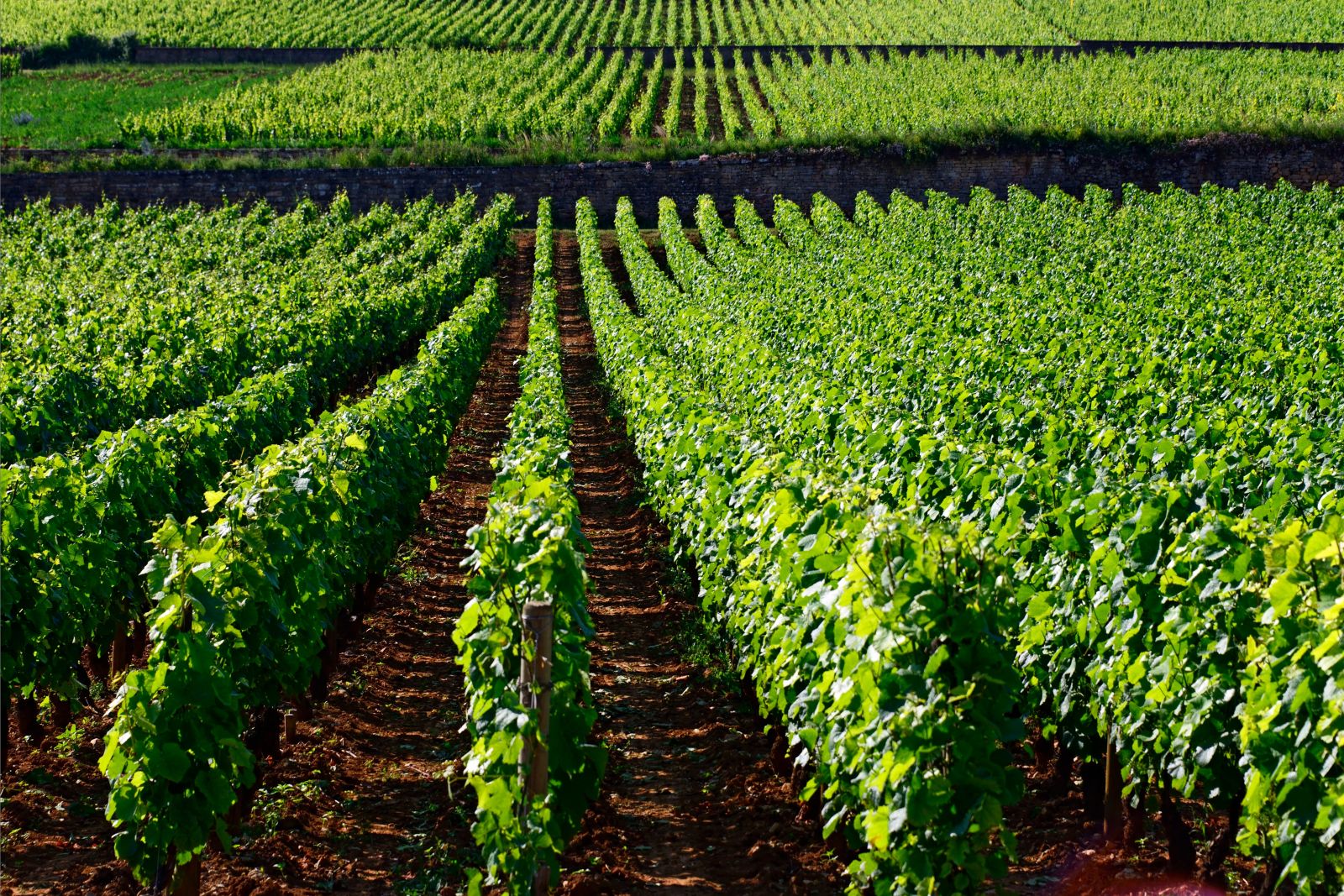 Domaine Comte Senard