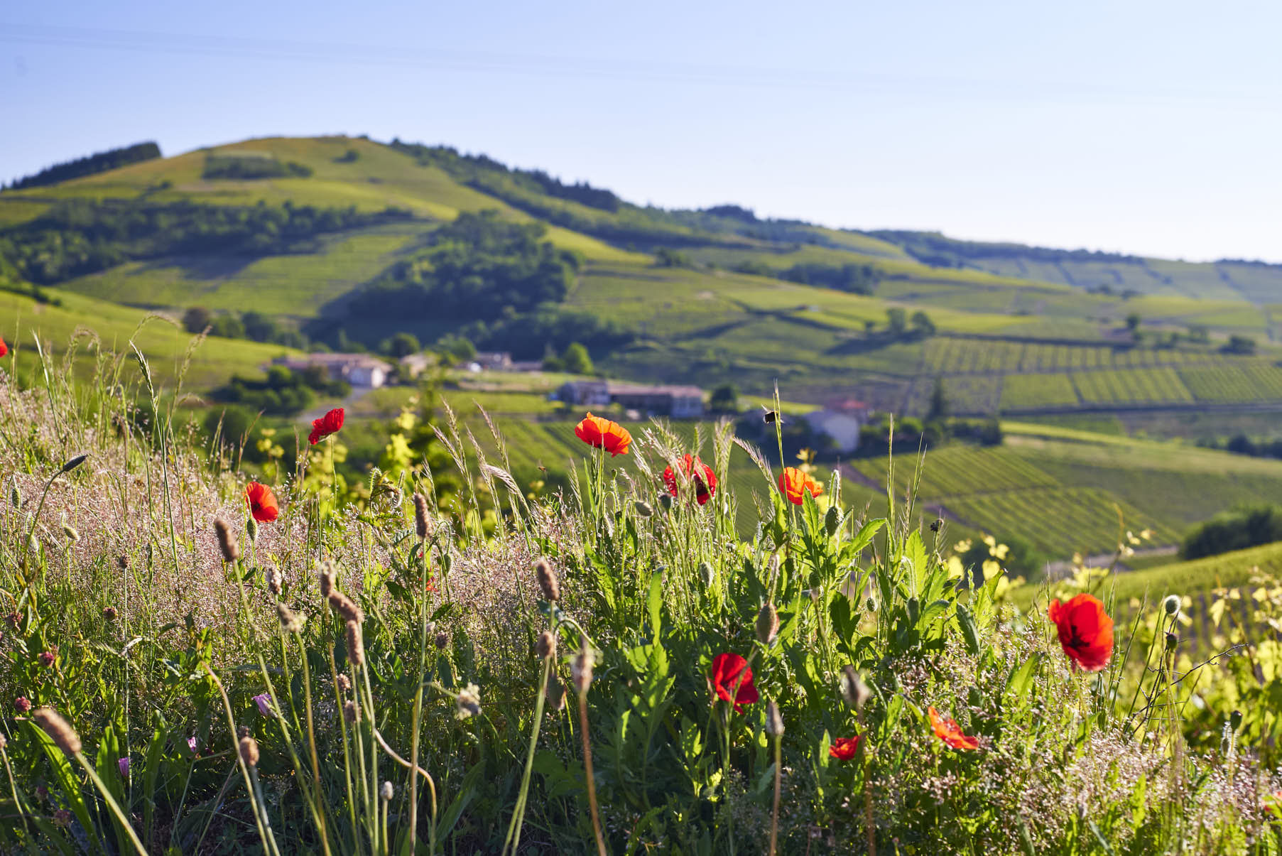 beaujolais vineyard