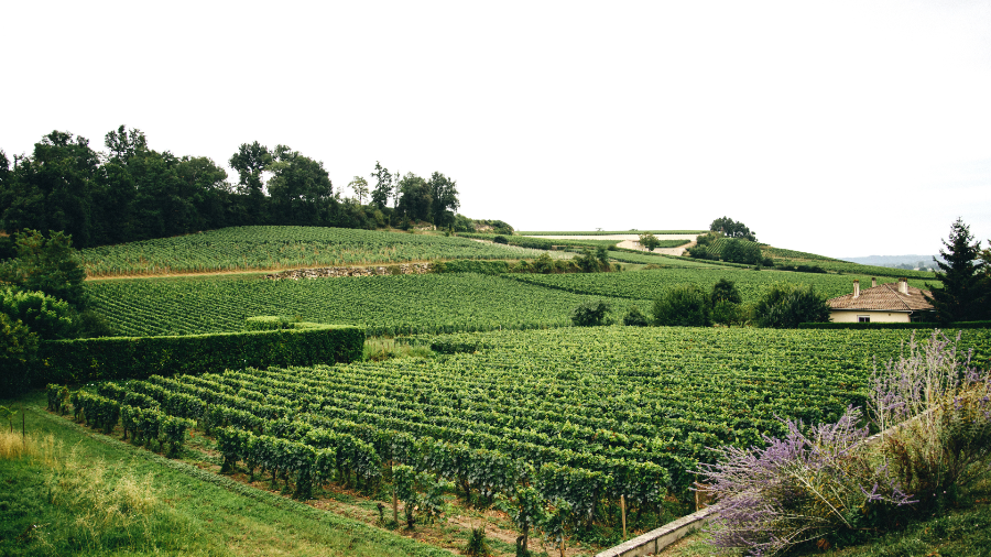 1st Grand Cru Classé Château Suduiraut