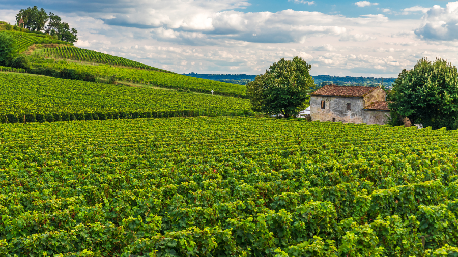 1st Grand Cru Classé Chateau Canon 