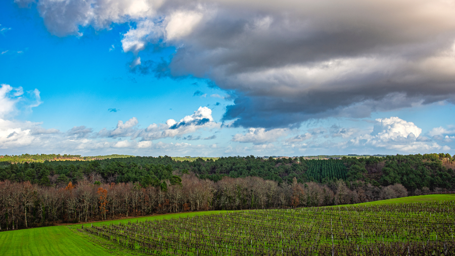 Classified Growth Chateau Haut Bailly 