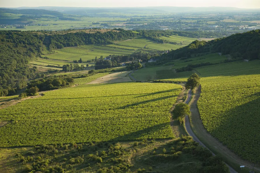 Domaine de Villaine in Bouzeron