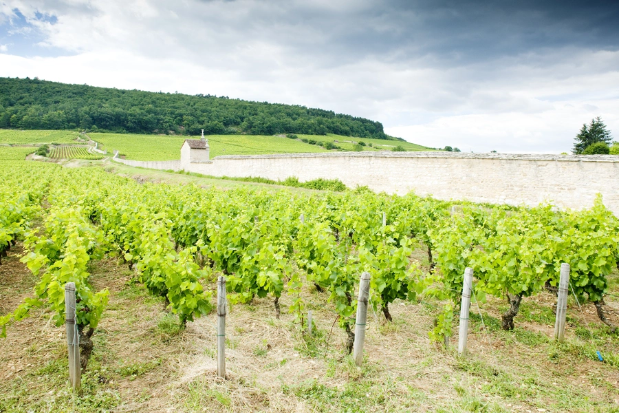 Domaine Trapet Père & Fils in Gevrey-Chambertin