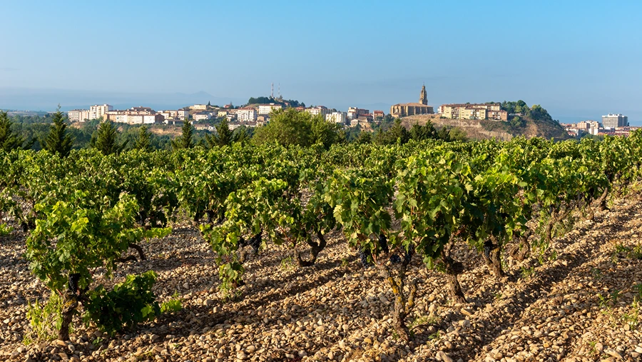 Bodegas Zinio