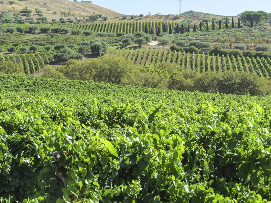 Vigna di Pettineo