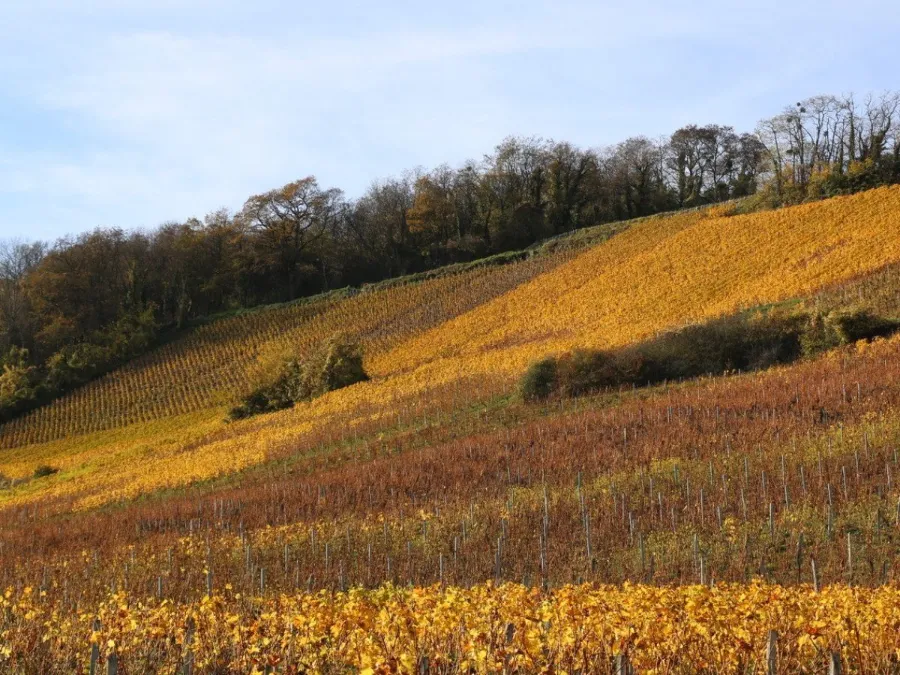 Domaine Gérard Boulay 