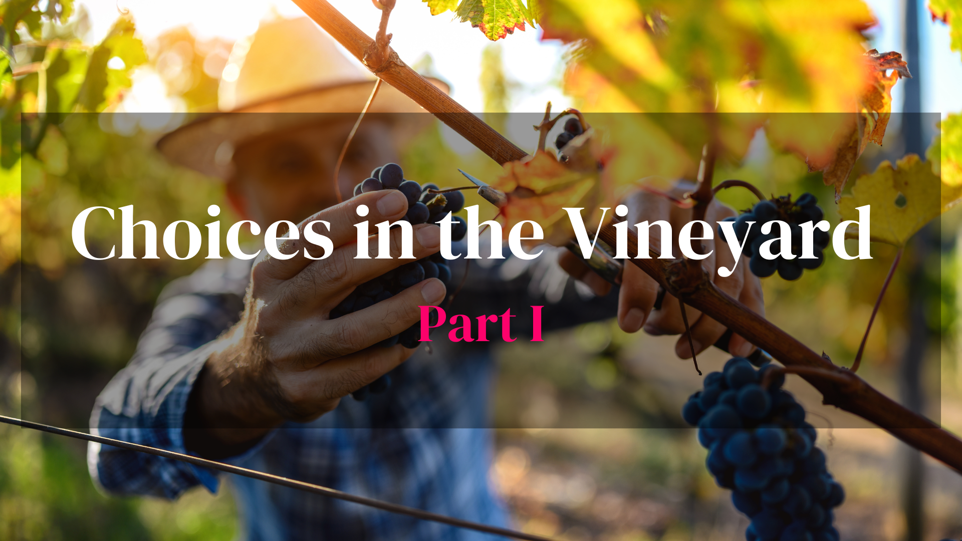 Choices in the Vineyard - Part I 