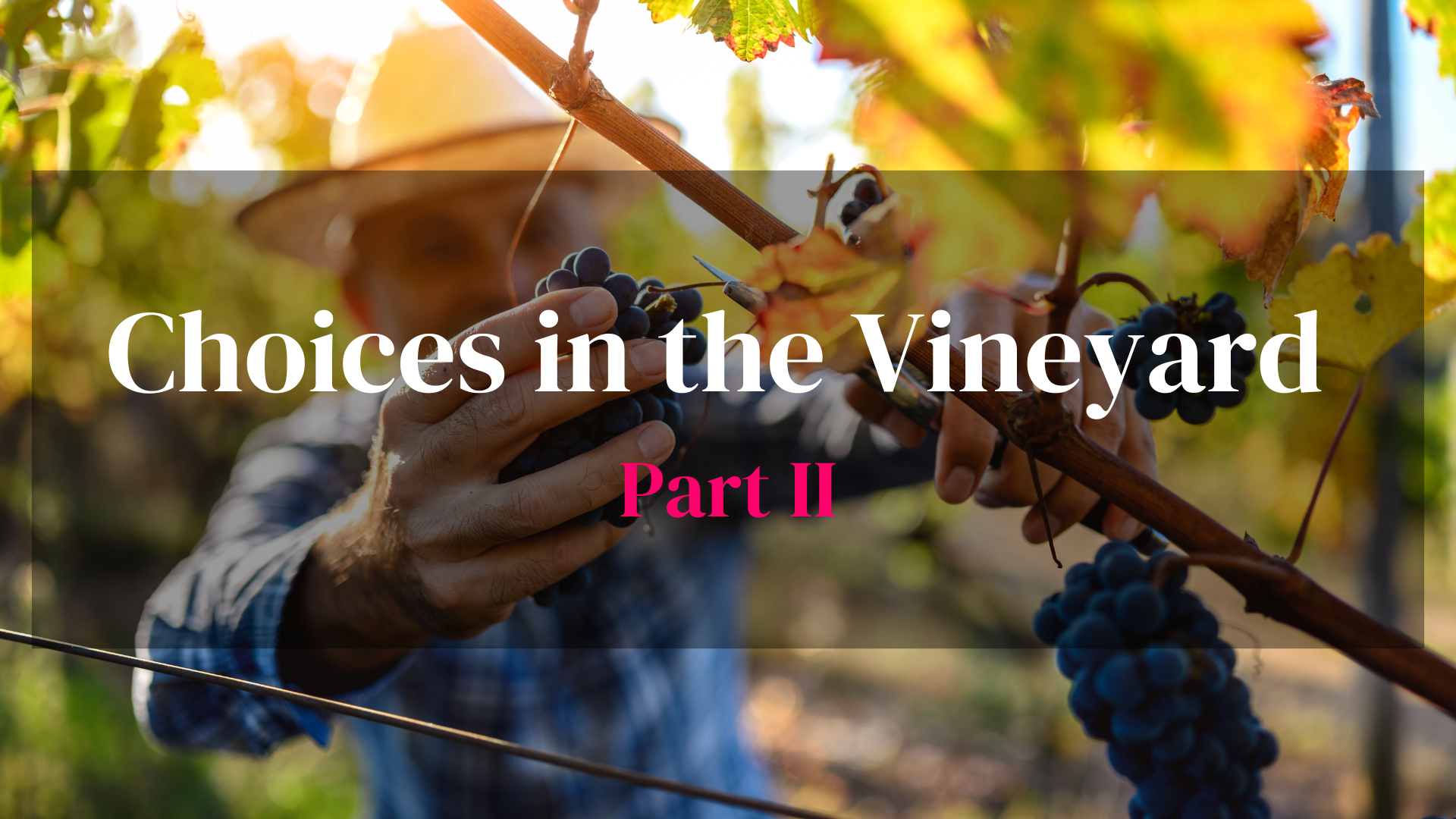 Choices in the Vineyard - Part II