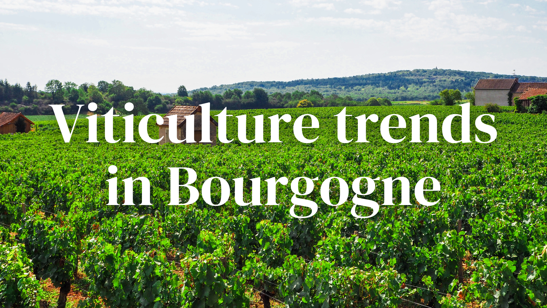 Viticulture Trends in Bourgogne