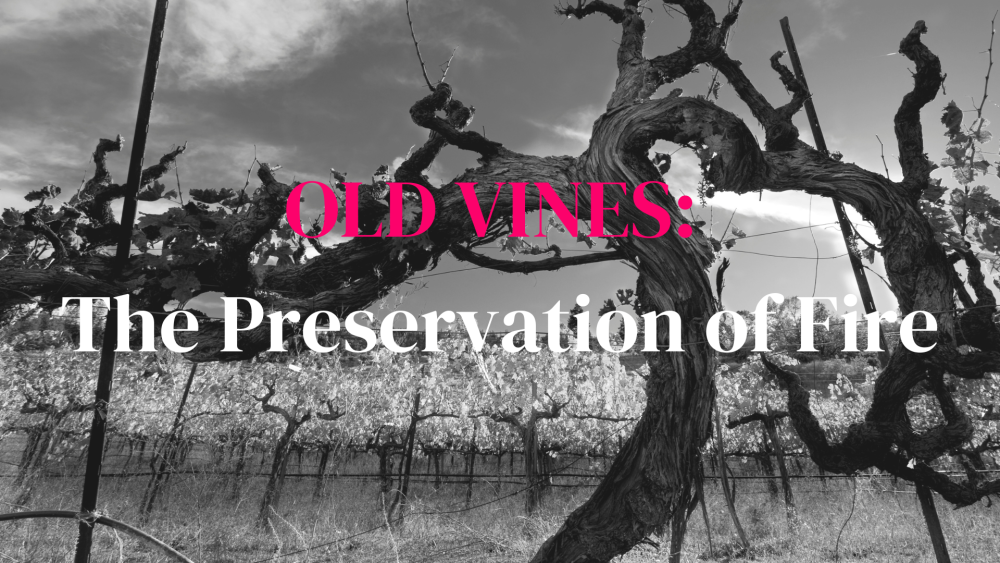 Old Vines: The Preservation of Fire