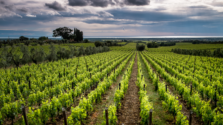 bolgheri vineyard