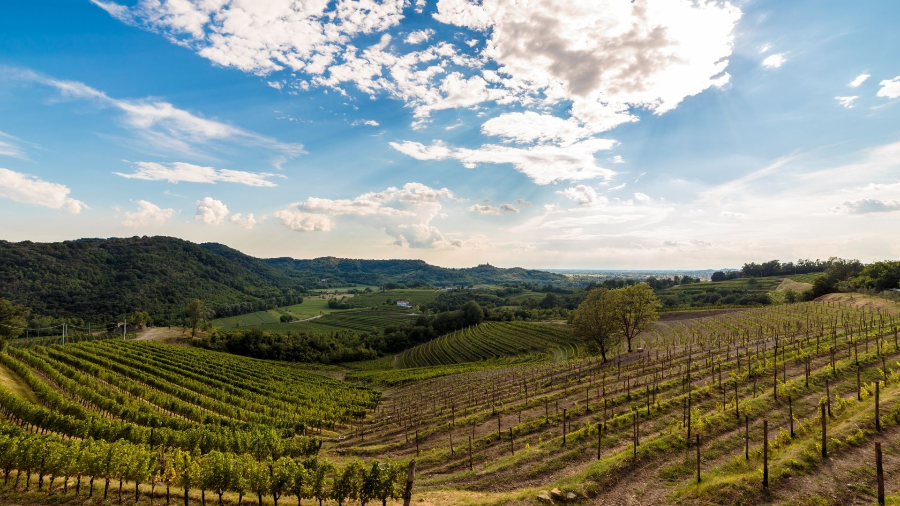 Friuli-Venezia Giulia vineyard