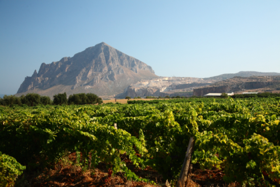 Marsala Vineyard