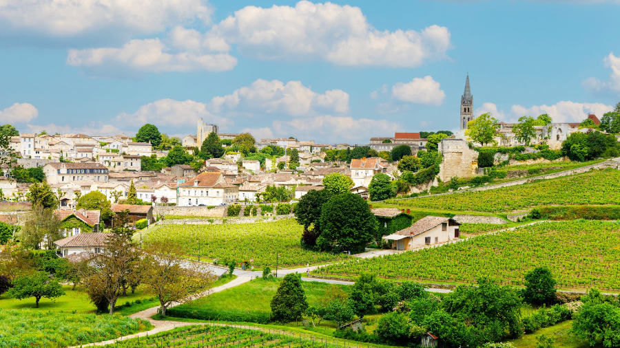 bordeaux vineyard