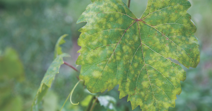 Downy Mildew