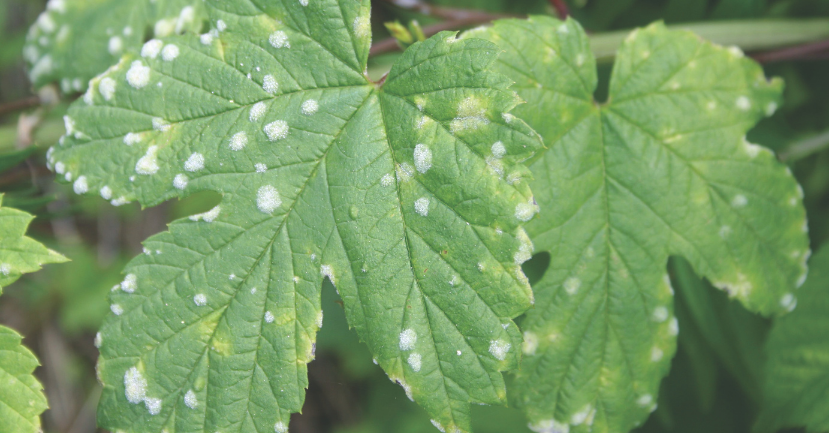 Powdery Mildew