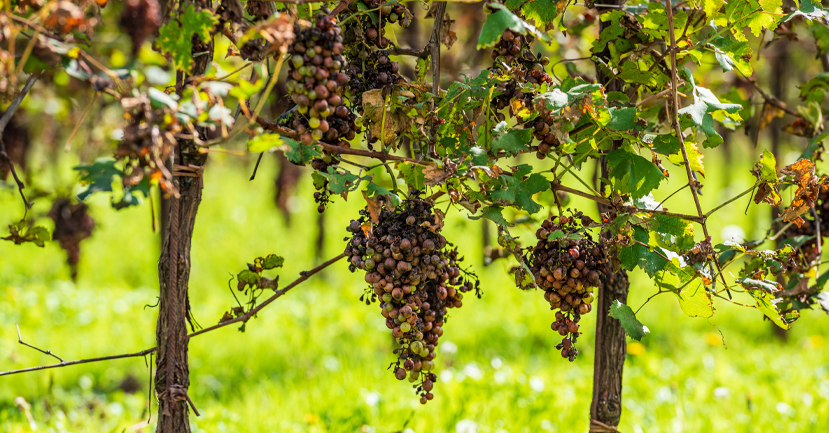 Bunches of grapes rotten because of hail