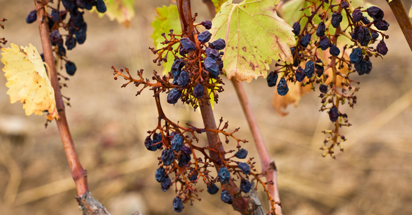 Drought vineyard