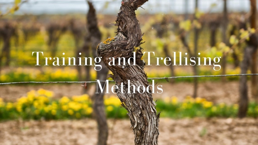 You, Me, and VSP: Exploring the Difference Between Training and Trellising Methods with Nova Cadamatre, MW