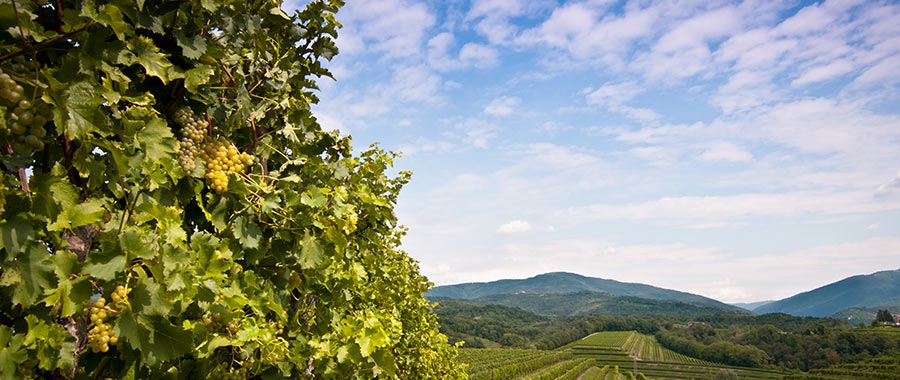 Native Italian grape varieties saved from near-extinction!