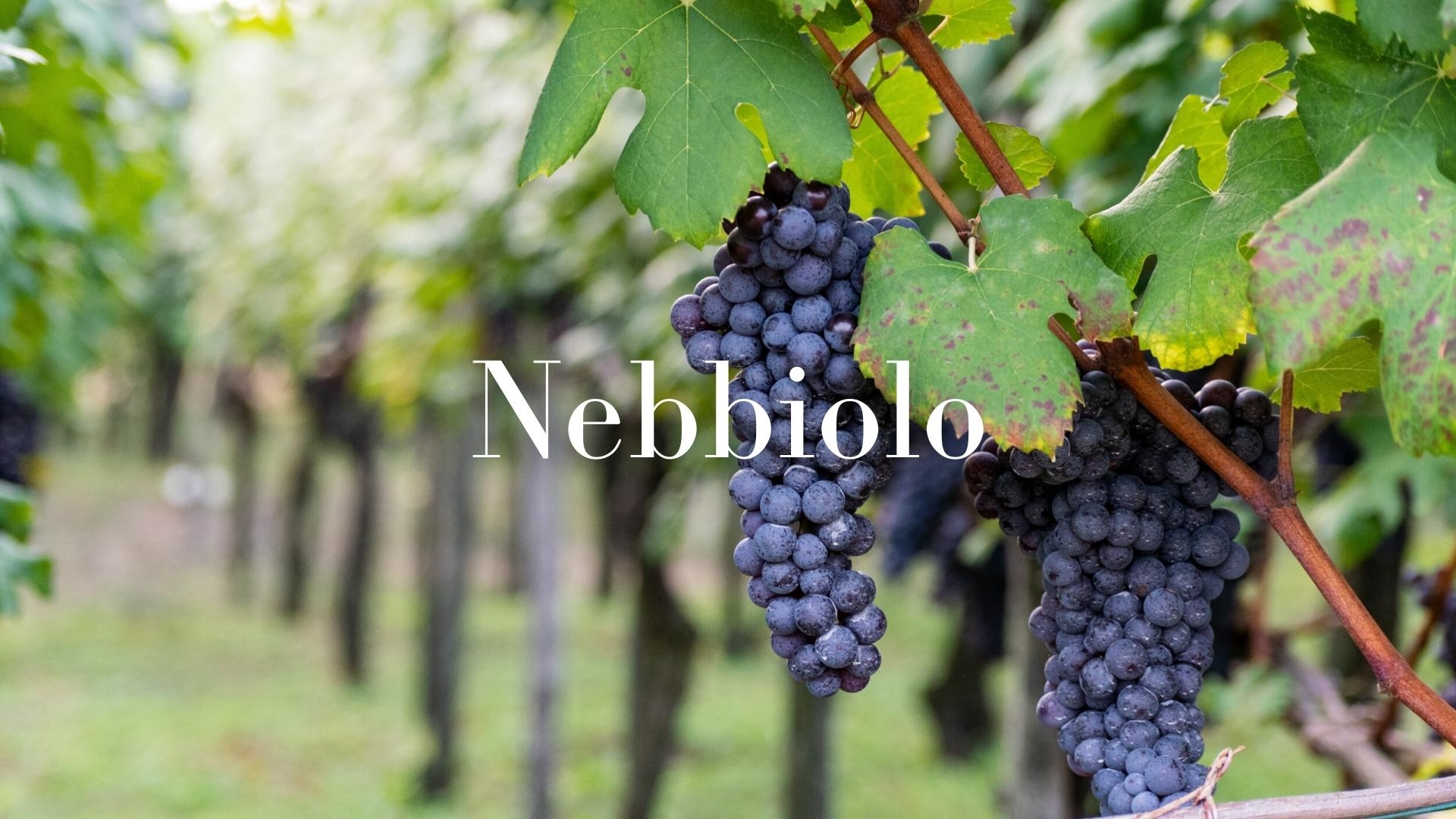 Nebbiolo, The king of Italian red grapes with Ciro Pirone