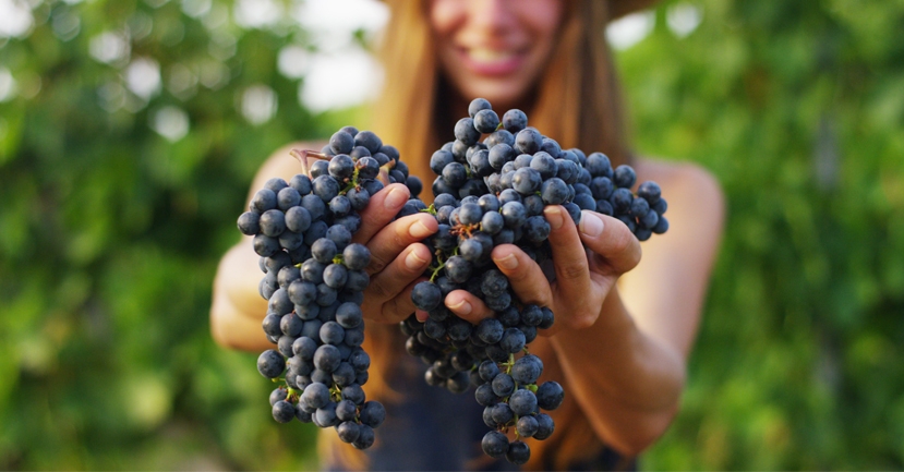 5 Trending Italian Red Grape Varieties