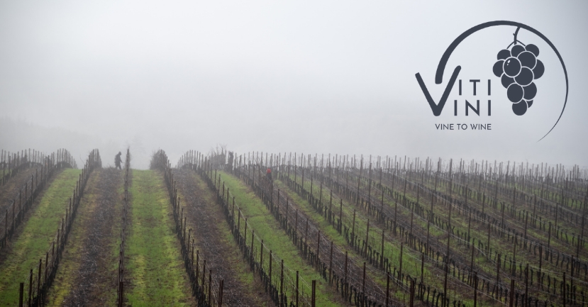 Vine to Wine: A Year of Viti/Vini - January