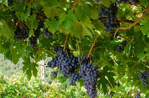 Italian grapes varieties found in Veneto and their flavor profiles