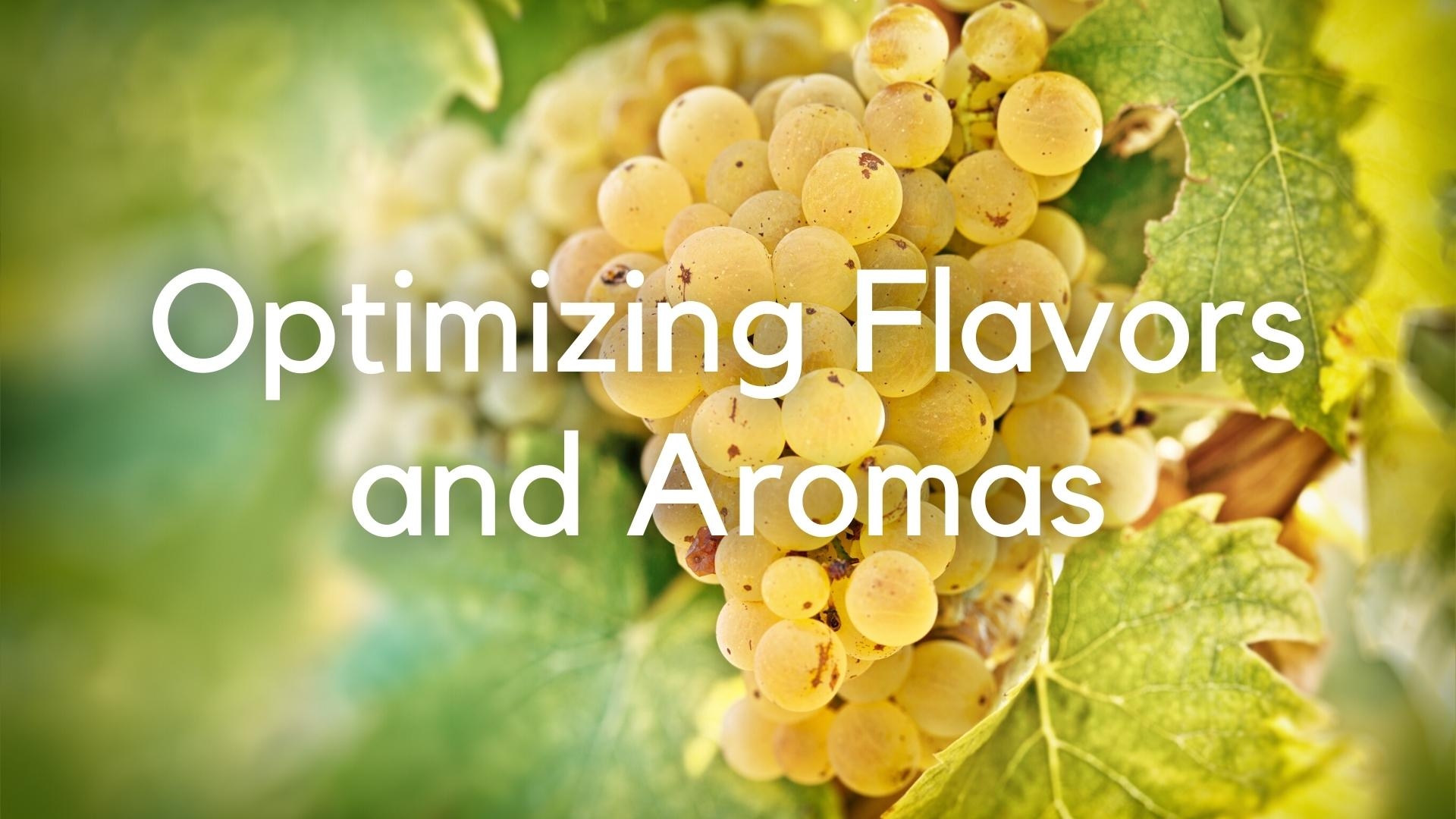 Optimizing flavors and aromas in wine grapes: A case study of Riesling with Justine Vanden Heuvel