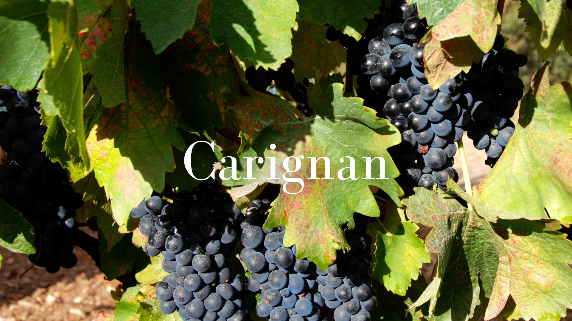 Carignan with Matthew Stubbs MW