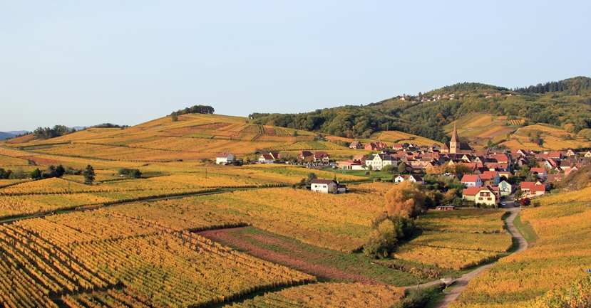 Learning and loving (without counting): a week in the hills and cellars of Alsace