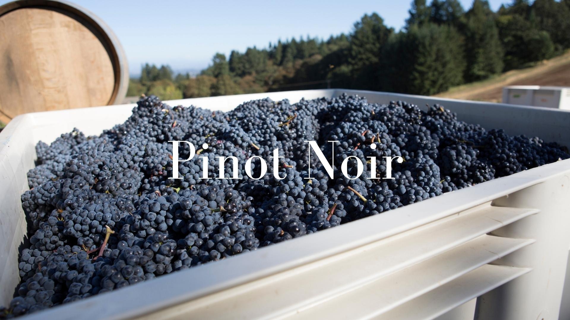 Pinot Noir: France&#039;s Great Grape - At Home in California with Karen MacNeil