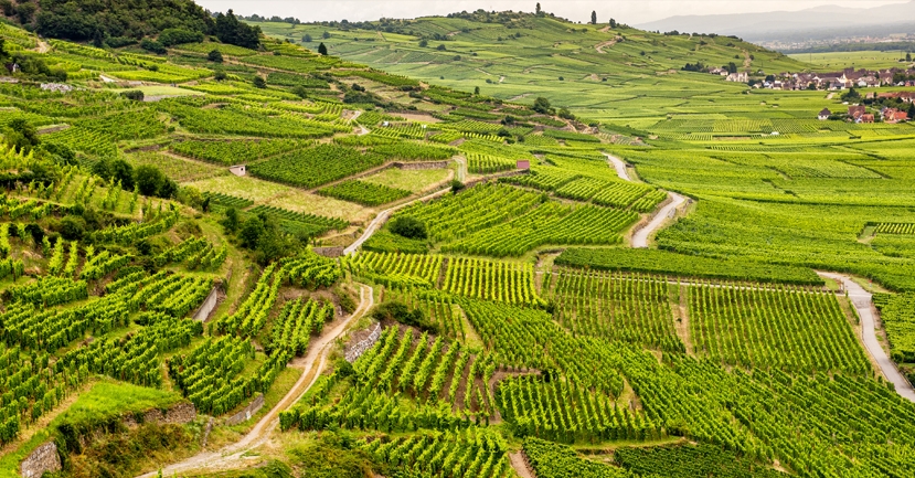 Wine Trends in 2020: Alsace by the Numbers