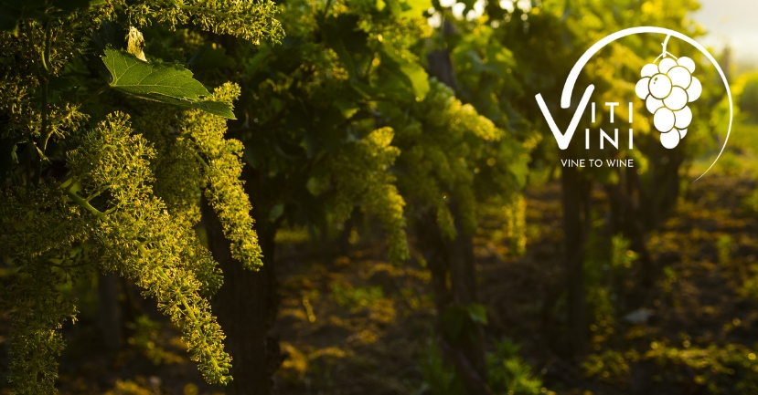 Vine to Wine: A Year of Viti/Vini - June