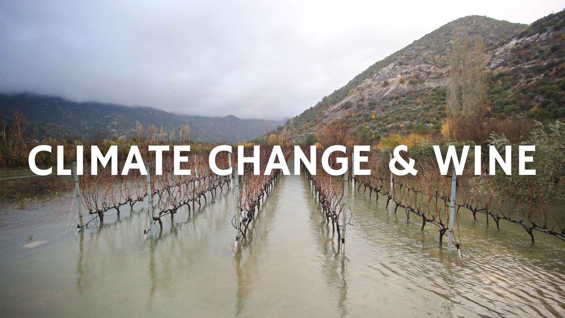 Climate Change and Wine with Roger Bohmrich MW