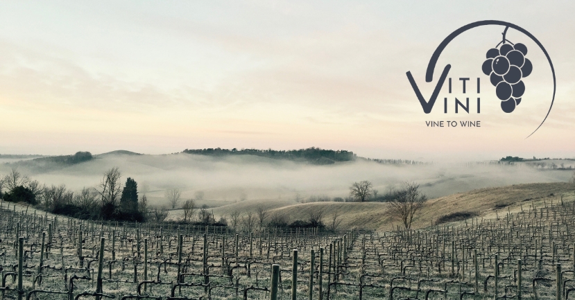 Vine to Wine: A Year of Viti/Vini - December