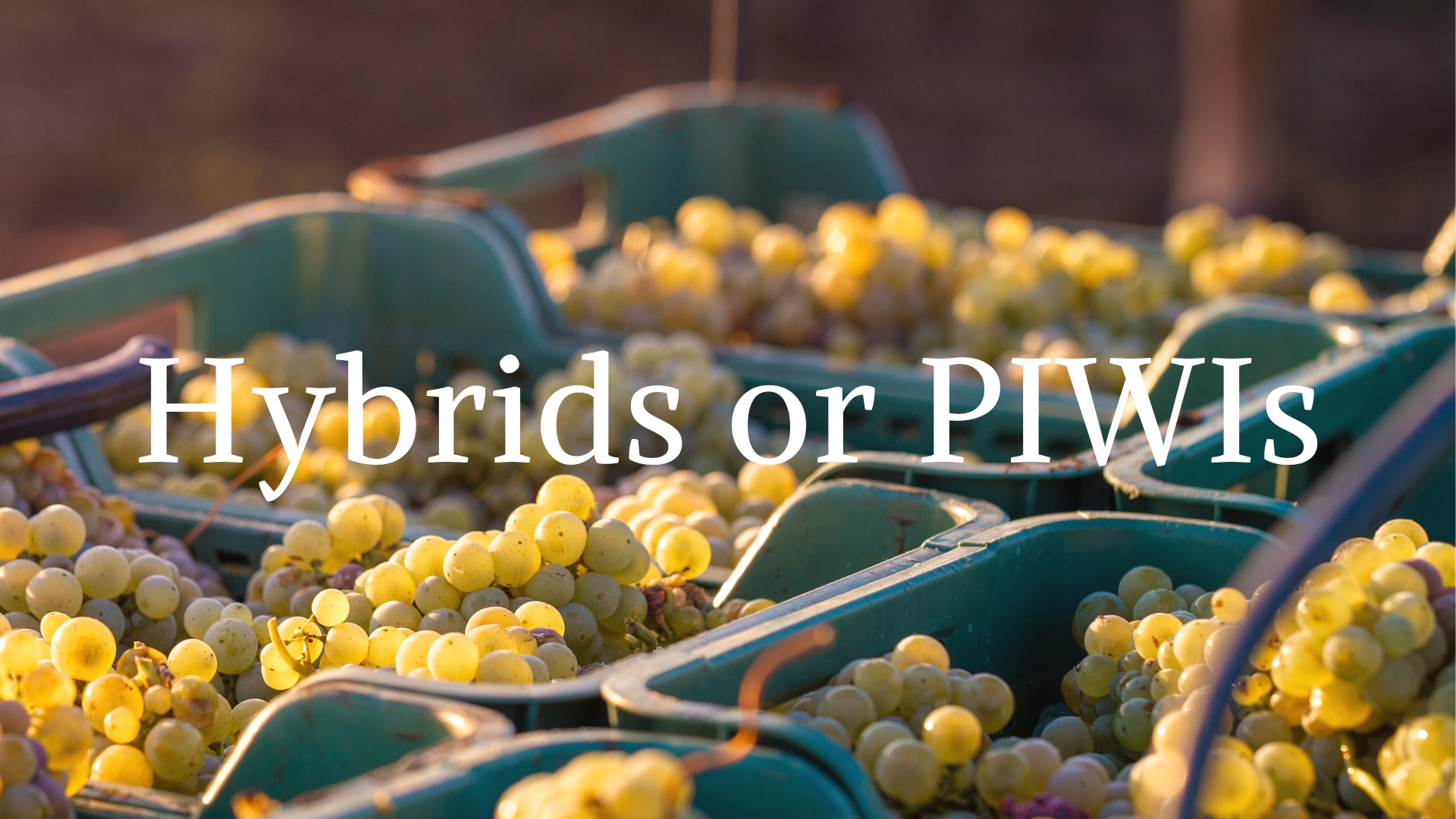 Hybrids or PIWIs – the future of wine? with Simon J. Woolf