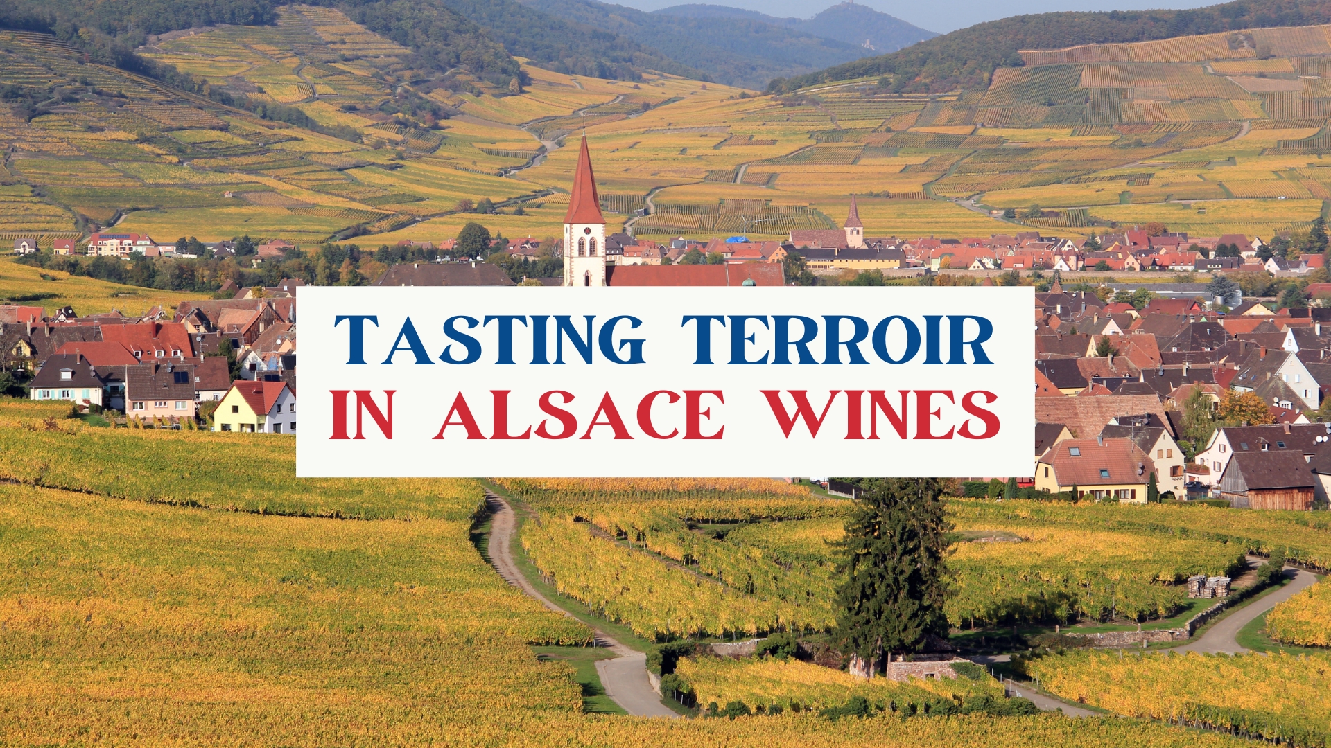 Tasting Terroir in Alsace Wines with Romain Iltis