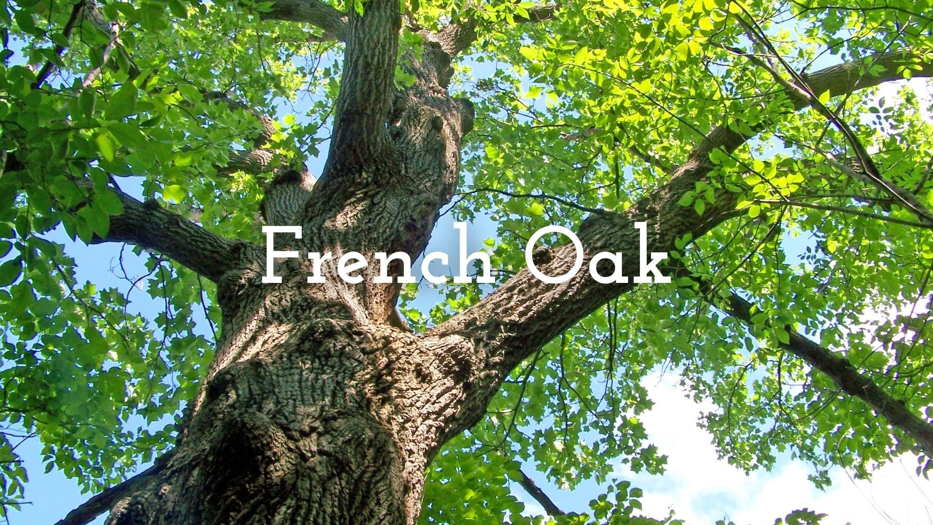 French Oak: Forests, Coopers and Techniques with Roger Bohmrich MW