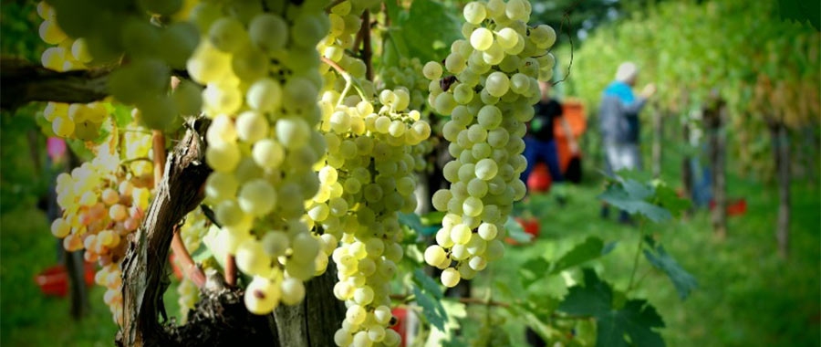 White wines from Friuli’s hillsides