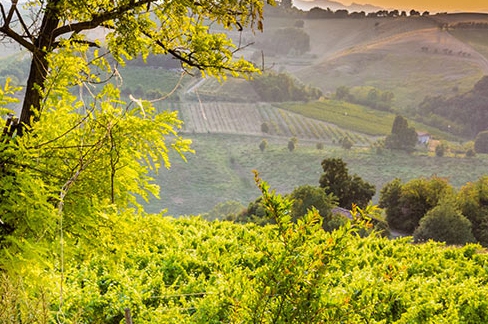 Italian Wine Regions - Introduction to Emilia-Romagna