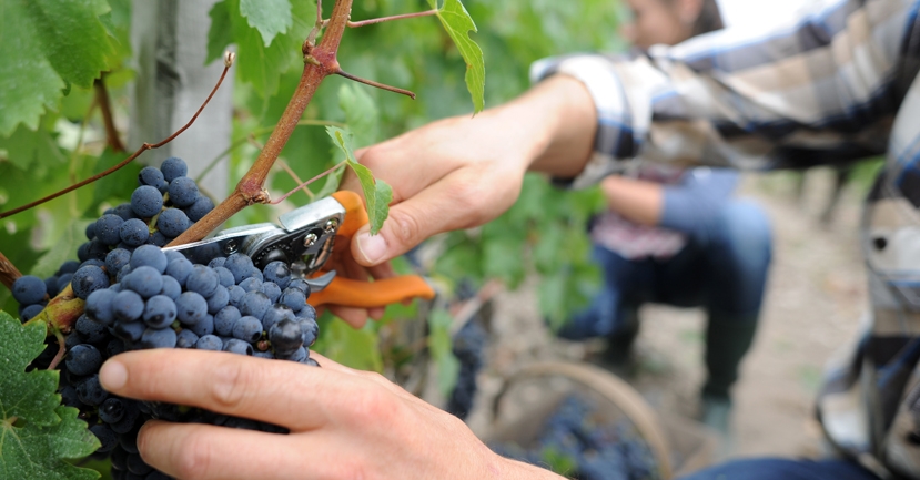 Hot Yet Hopeful: A Quick Look at the 2019 French Wine Harvest