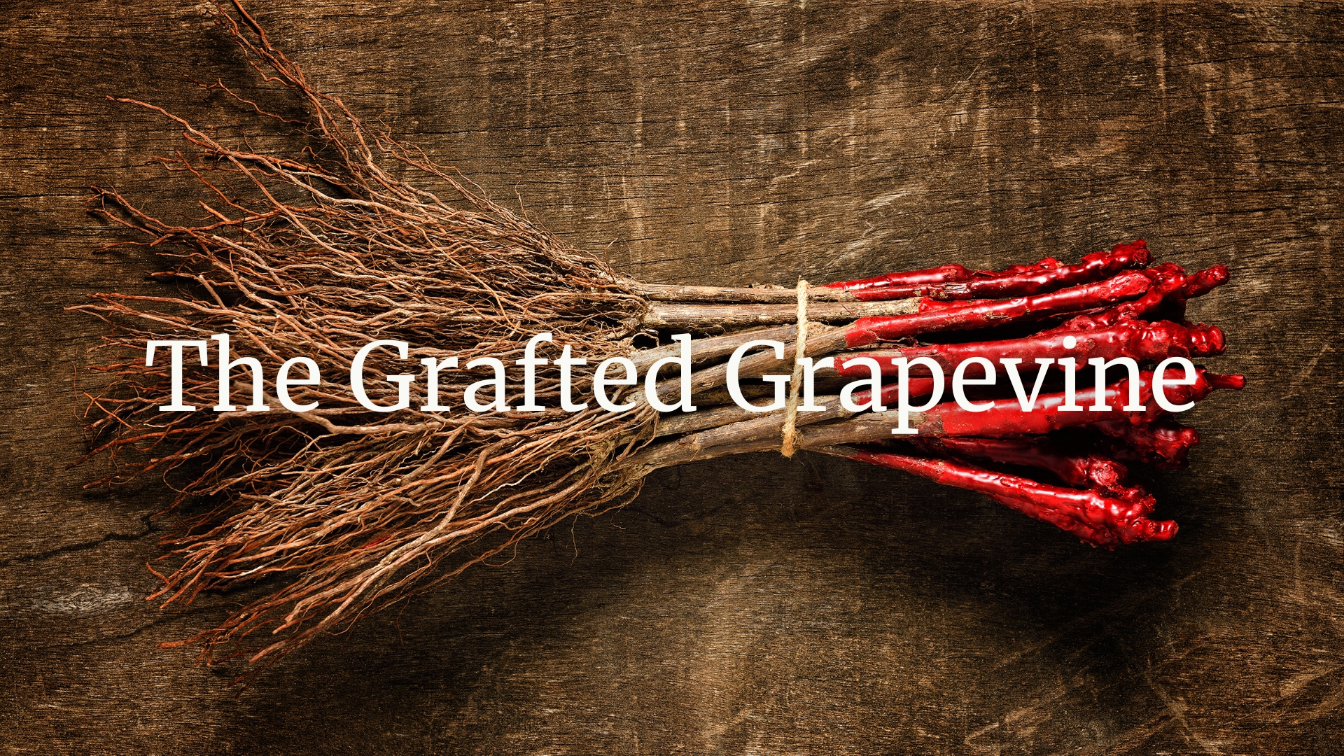 The Grafted Grapevine Part III: Rootstocks, a solution for climate change?