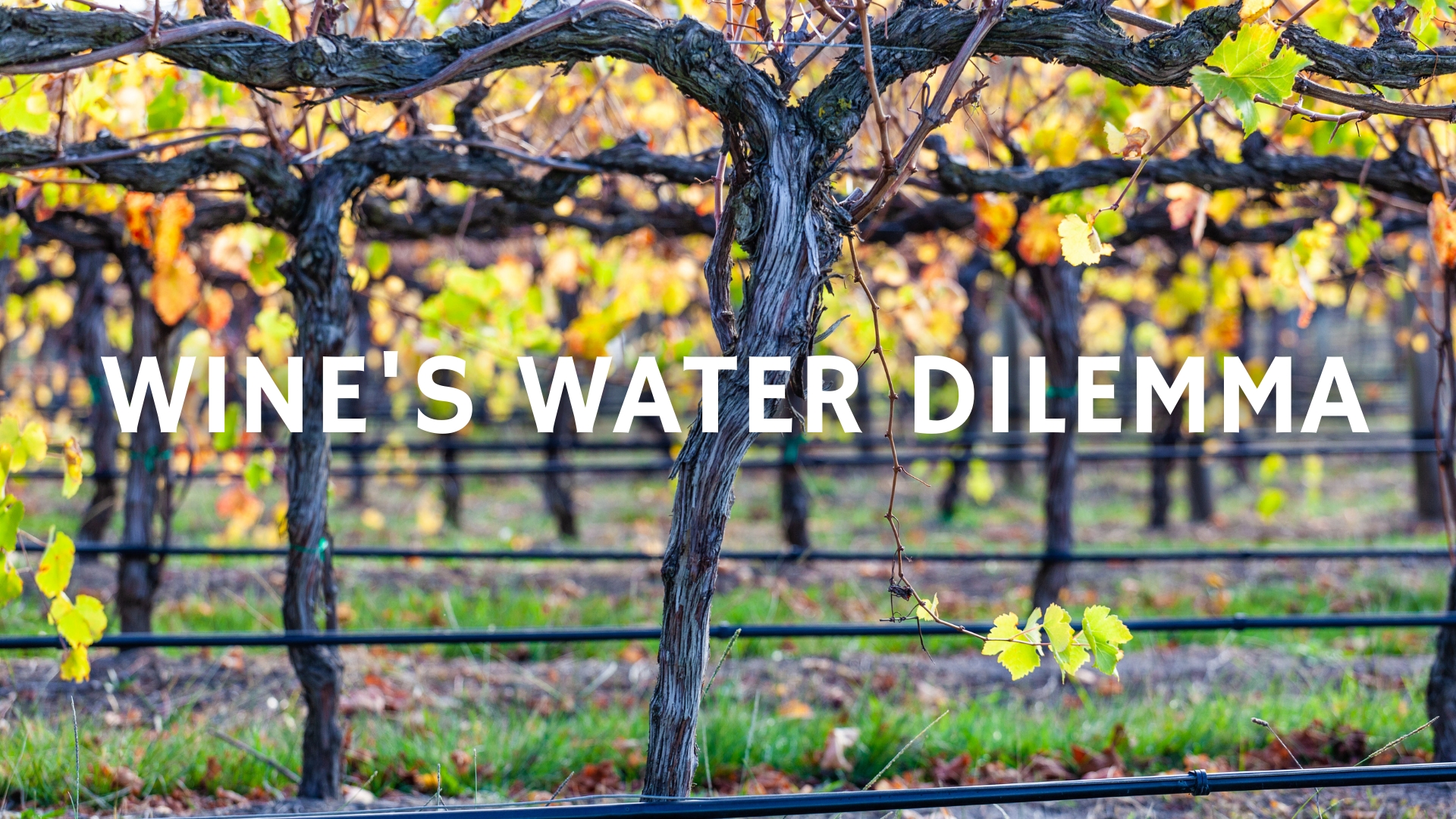 Wine's Water Dilemma