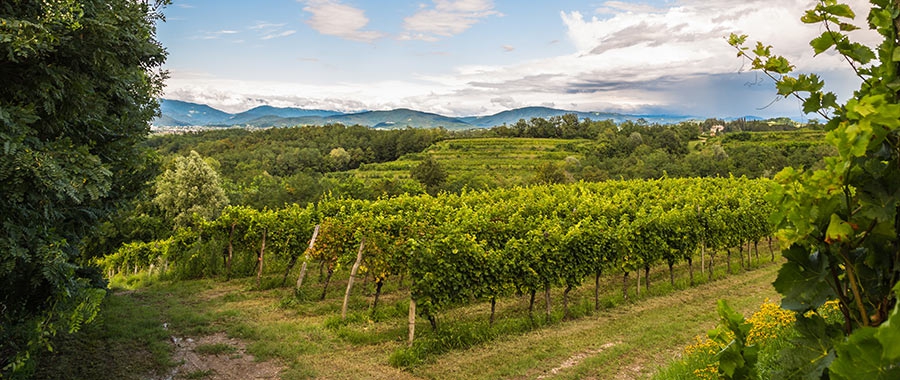 The white blends of Friuli