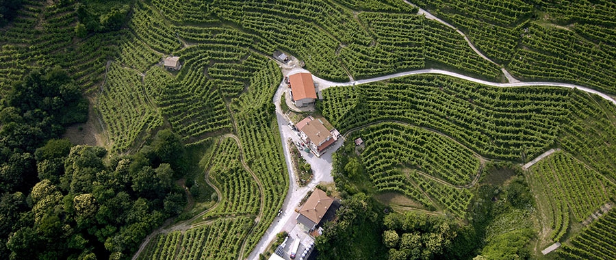 Veneto’s wine production by the numbers