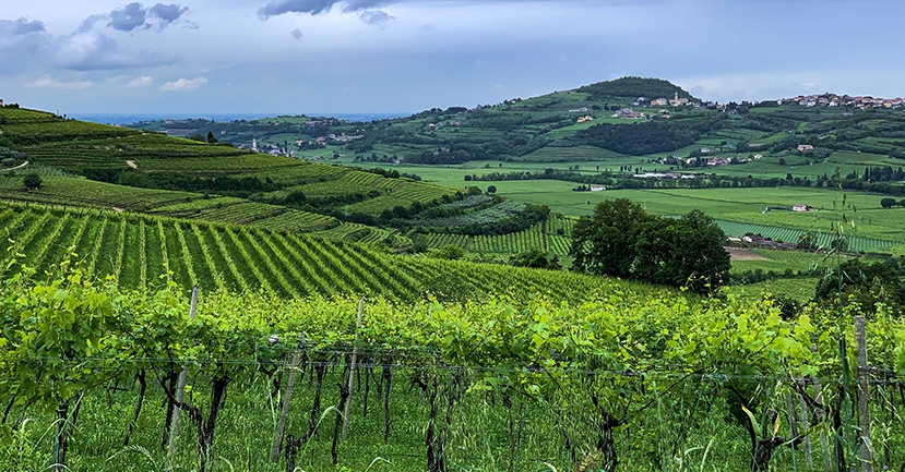 Why Valpolicella and Valpolicella Superiore are Poised for a Comeback