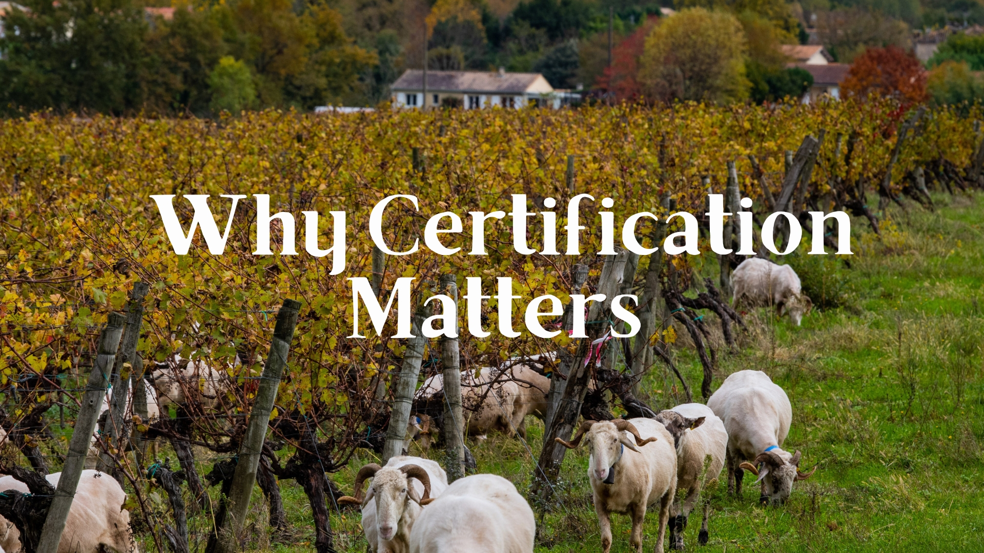 Why Sustainability Certification Matters - A Winery’s Commitment to Environmental Stewardship with Martin Reyes, MW